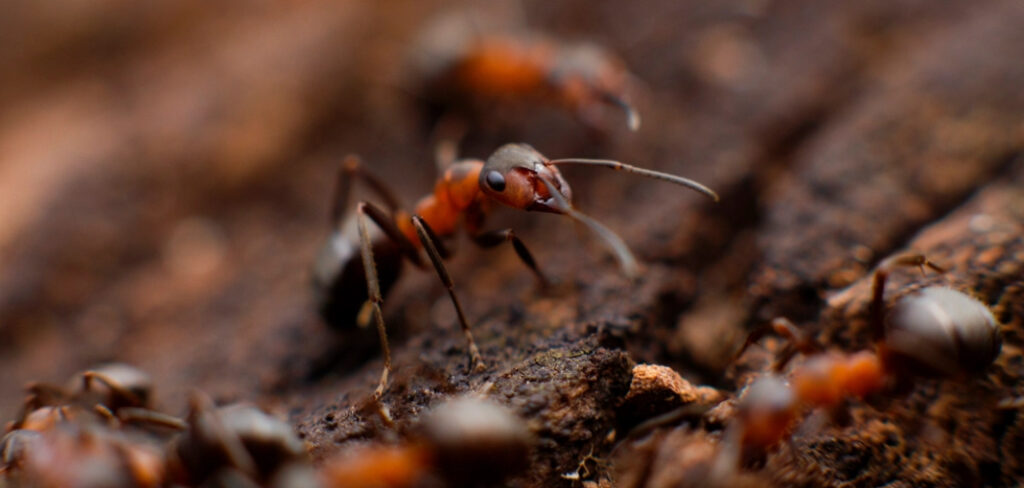 How to Get Rid of Ghost Ants in Kitchen