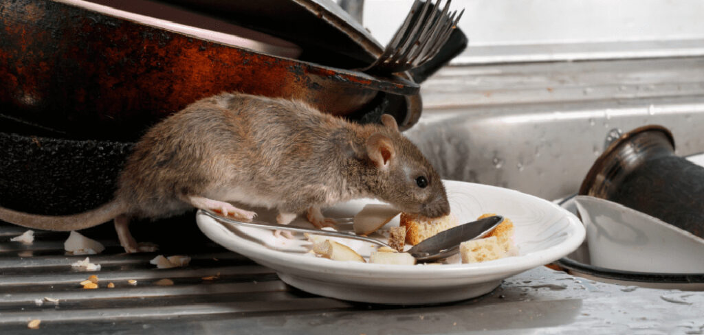 How to Get Rid of Mouse in Kitchen