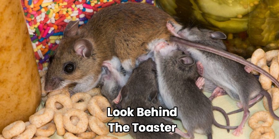 Look Behind
The Toaster