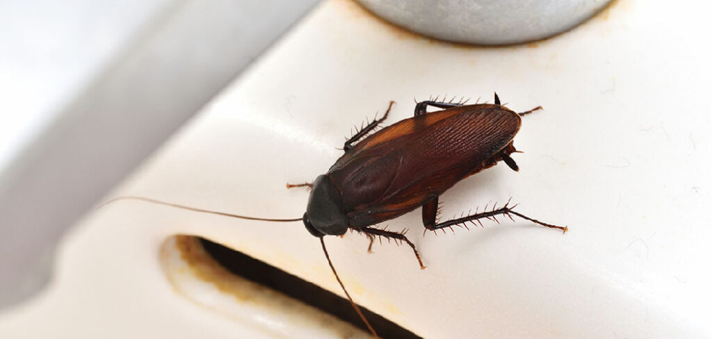 How to Get Rid of Bugs in Dishwasher