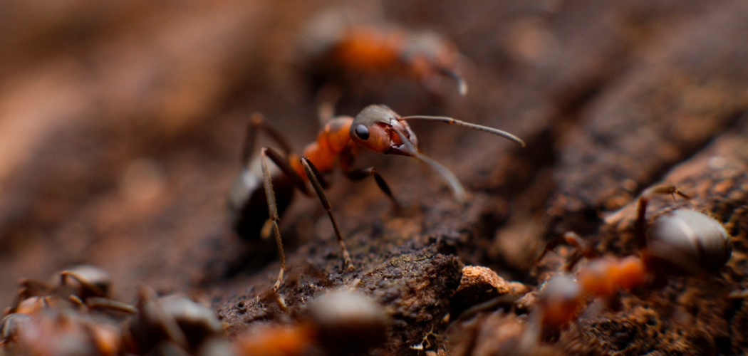 How to Get Rid of Ghost Ants in Kitchen