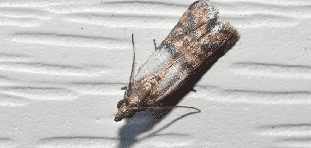 How to Get Rid of Kitchen Moths