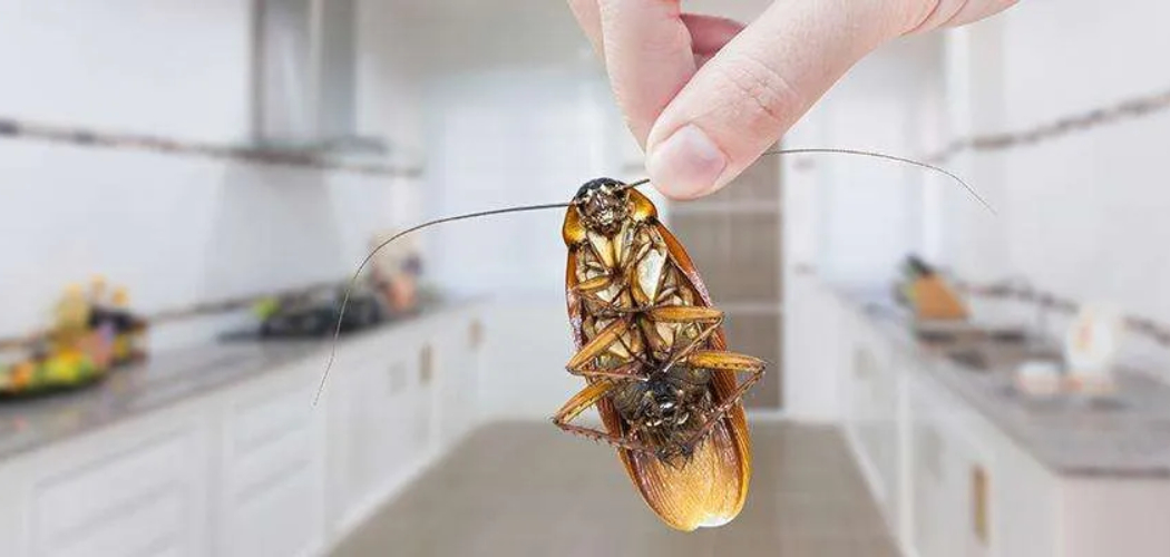 How to Remove Roaches From Kitchen
